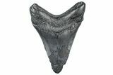 Fossil Megalodon Tooth - South Carolina #362244-2